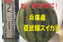【訳あり】兵庫産　夏武輝 中玉スイカ1玉　ご家庭用⑪