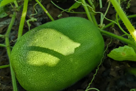 【農薬、化学肥料不使用♻】　姫冬瓜　3キロ