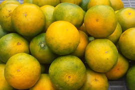 【訳あり】極早生みかん(糖度10度)SMサイズ2kg和歌山産