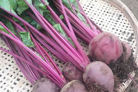 【農薬化学肥料不使用】程よい甘さで栄養豊富！ビーツ 約4.6kg