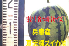 兵庫産夏武輝 小玉スイカ1玉　ご家庭用⑩