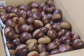 筑波の通販｜栗｜食べチョク｜産地直送(産直)お取り寄せ通販 - 農家