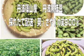 【週末限定セール】丹波篠山産 丹波黒枝豆　新鮮・採れたて配送！　莢（さや）の実　９００ｇ