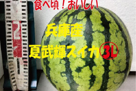 兵庫産夏武輝 大玉　３L スイカ1玉　ご家庭用⑤
