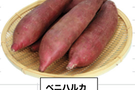 熟成二週間-四週間済みベニハルカ5k