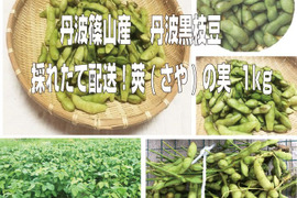 【最短出荷】丹波篠山産 丹波黒枝豆　新鮮・採れたて配送！　莢（さや）の実　1ｋｇ