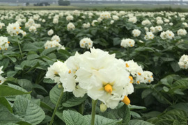 新じゃが🥔食べ比べセット❗️【メークイン】2.5kg 【とうや】2.5kg合計5kg 3日間限定販売☆