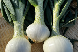 フルーツみたいな玉ねぎ