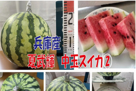 【最短発送】兵庫産夏武輝 中玉スイカ4500ｇ