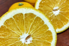 木なり八朔『大玉』5kg（箱込）