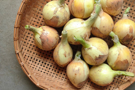 🧅【有機玉ねぎ5㌔】玉ねぎを変えると料理の味が変わる🧅食べチョクアワード受賞農家の作るシャッキシャキ！甘味がしっかりある本当に美味しい玉ねぎ！サラダでも、煮込んでも！サイズ混合でいろんな使い方！