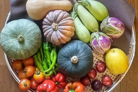 各種カラフルカボチャと夏野菜ボリュームセット