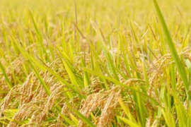 令和7年度 埼玉産 新米 コシヒカリ 玄米 20kg