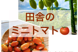 田舎のミニトマト　約1キロ
農薬化学肥料不使用！
岐阜県加茂郡白川黒川
むらざと自然農園
太陽をいっぱい浴びて育ったミニトマト