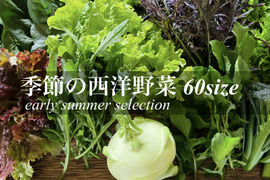 お料理の幅が広がる！ 季節の西洋野菜 Italian selection 60サイズ
