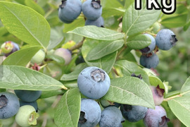 【生ブルーベリー】昔ながらの品種の生ブルーベリー（北海道産）1kg