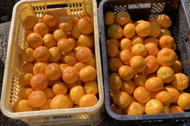 食べたらやみつき　甘くておいしい　『ゆら早生みかん』　５kg