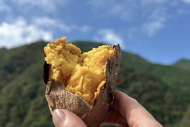 【黄金に輝く焼き芋…】安納芋３ｋｇ(箱入)　10月以降～発送予定！　熟成期間１ヶ月超！　さつまいも！　栽培期間中農薬不使用！