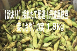 【週末限定セール】【数量限定】【訳あり】採れたて配送！丹波黒枝豆　莢（さや）の実　1.８ｋｇ