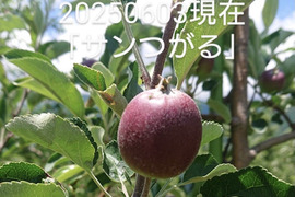 「2025年予約販売始めさせて頂きます。」サンつがる約1.5kg以上/今年はいつもにまして姉、手を掛けております。酸味からの甘味良いですよ！