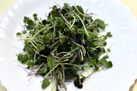 冷凍マイクロリーフミックス　100ｇ【少しの量で栄養タップリ！】― ちいさな葉に、生命力とやさしさを ―