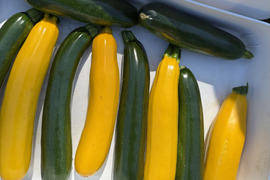 【菌ちゃん農法】朝採れ! ズッキーニ 和歌山県産 2kg 緑・黄色混合 化学肥料・動物性肥料・農薬不使用