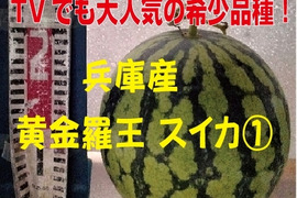 兵庫産 黄金羅王　TVで大人気　中玉スイカ1玉　ご家庭用①