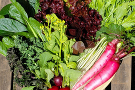 テーマは『優しさ』旬の春野菜セット(野菜6種類入り)農薬・化学肥料不使用