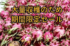 [訳あり]沖縄の完熟ドラゴンフルーツ(赤 2.5kg)　(家庭用）期間限定セール