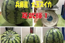 兵庫産夏武輝 大玉スイカ6400ｇ