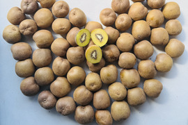 [家庭用]
福岡県八女産キウイ(アップルキウイ) 約6kg（50個以上）
農薬・化学肥料不使用