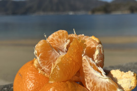 【予約】【訳ｱﾘ M-2Ｌｻｲｽﾞ 混載はるみ】🍊高糖度 果肉プリプリ♪甘みと香り豊かな はるみ ７kg【数量限定／果汁じゅわっ】短い旬に楽しむ特別柑橘！