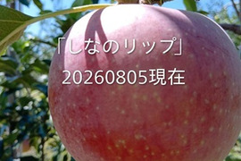 ８月収穫の夏りんご是非お試し下さい。「しなのリップ約3kg」長野県オリジナル品種。果汁が多く甘味と酸味のバランスが良い品種です。夏りんごの魅力お届けします。お届け後冷蔵庫にてお願いします。