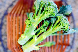 【大好評♪】主茎　 茎ブロッコリー　1350g→ 1760g  from 名水の里　神奈川県秦野市