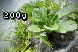 【自然栽培】道産サラダリーフ・200g （草の力だけで育てたこだわりの無肥料野菜）