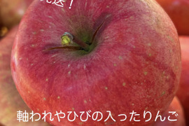 フードロスにご協力下さい‼️山形県産樹上完熟サンふじ【訳あり5キロ】