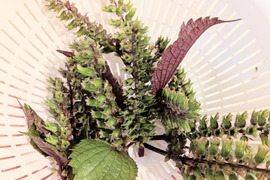 赤しその実☆二藍しその実☆二藍紫蘇の実🌿 片面赤紫蘇の実🌿今の時期ならではの紫蘇の実☆約7cmほどの赤紫蘇の実10本🌿メール便📩発送（単品用ページ）