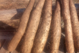 甘〜いナガイモ！約4kg　大きさ色々（6本前後）
※商品説明をご一読の上、「常温便」、「クール便」をご指定下さいませ。