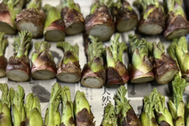 タラの芽　群馬県産　200g
