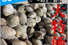 ホンビノス貝５㎏【SSサイズ～５０g】