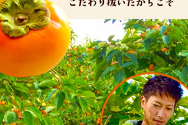 【家庭用】シャリ食感と爽やかな甘さの柿『太秋（たいしゅう）』9〜12玉入り