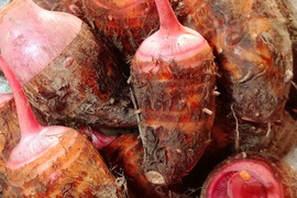 ホクホクねっとり『セレベス』3㎏（20個程度）【赤芽里芋】