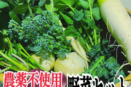 農薬不使用の野菜詰め合わせを80サイズでお届け