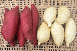 《食べ比べ》きみまろこ・べにはるか