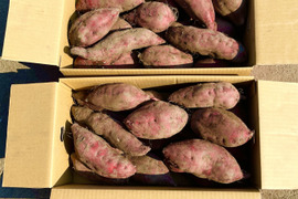 【新芋】業務用大容量さつまいも 土佐紅12kg(加工用)
