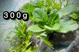 【自然栽培】道産リーフミックス・300g （草の力だけで育てたこだわりの無肥料野菜）