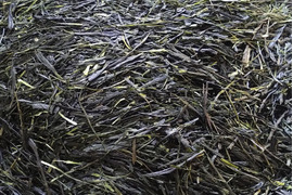 お茶・茶葉　農薬・肥料不使用　緑茶（2024） 玉露　さみどり 加茂自然農園のお茶