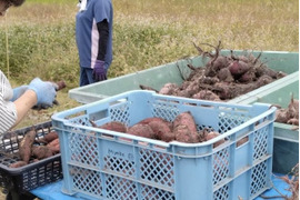 ホクホク❣️ネットリ甘い品種も❣️除草剤不使用！さつまいも『シルクスウィート』『紅はるか』『紅あずま』大きさ色々