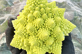 【芸術的野菜！】ロマネスコ（2個）農薬・化学肥料不使用