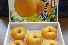 【冬ギフト】化粧箱入り！鳥取県産　あたご梨　約5kg